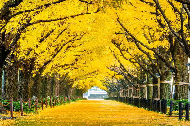秋に黄色のイチョウの木の行。東京都の秋の公園。 - autumn landscape ストックフォトと画像