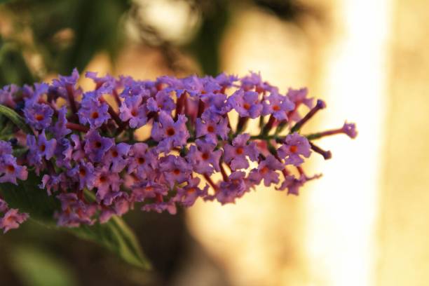 istock Pink buddleja davidii flower in the garden 883146346