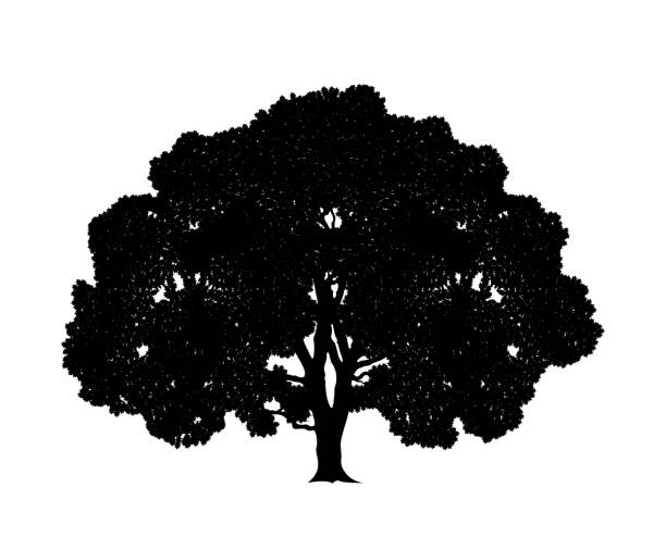 ilustrações, clipart, desenhos animados e ícones de árvore de carvalho. carvalho isolado no fundo branco - oak tree