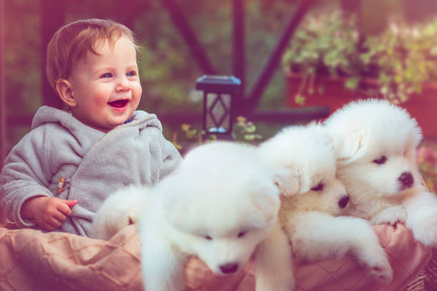 istock Child with samoyed puppies 883150488
