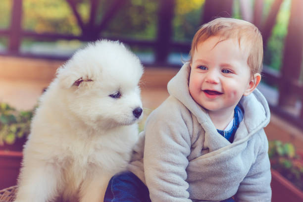 istock Child with samoyed puppy 883150500