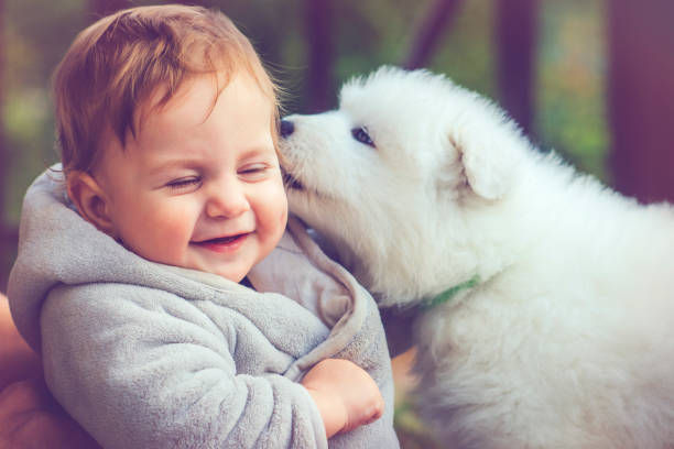 Child with samoyed puppy Happy boy with little puppy licking photos stock pictures, royalty-free photos & images