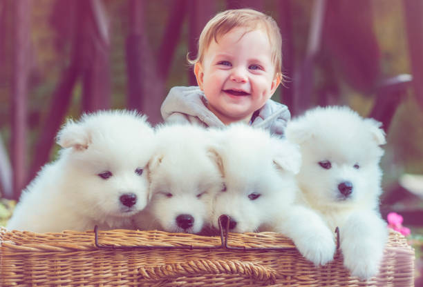 istock Child with samoyed puppies 883150522
