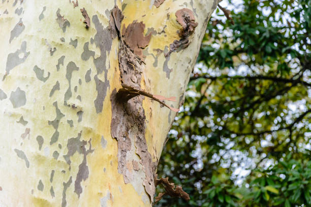 istock Bark of the tree is platan with beautiful texture 883153156
