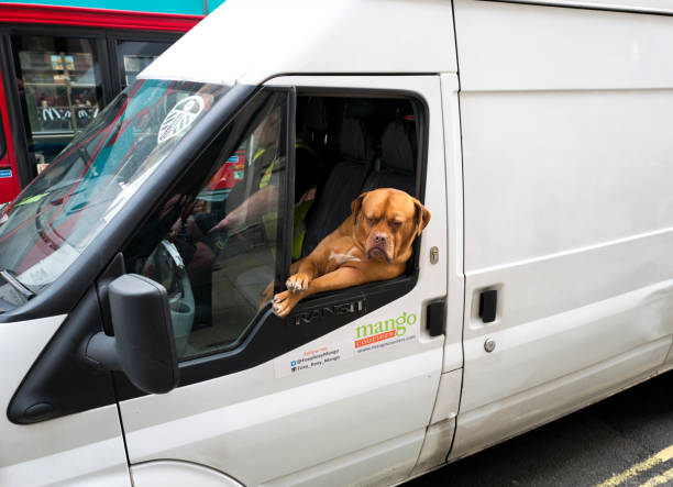 One of the ‘sights of London’, Roxy the French mastiff goes everywhere with her owner, a courier. Sitting in her accustomed relaxed position, Roxy regards her fans with an unconcerned eye as she passes on her daily progress around London’s streets, attracting attention wherever she goes.