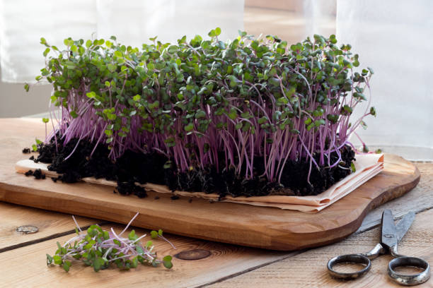 Red cabbage microgreens Red cabbage microgreens grown indoors in soil cabbage microgreens stock pictures, royalty-free photos & images