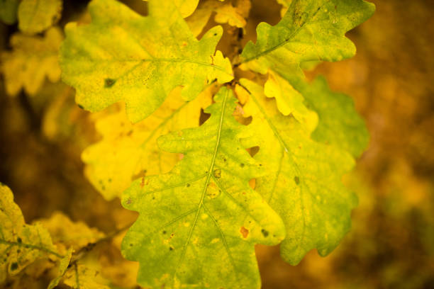 istock yellow oak leaves in the fall 883170954