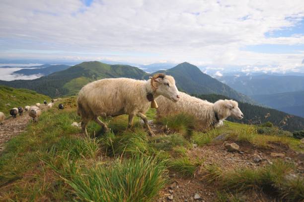 istock Herd of sheep in the mountains 883171008