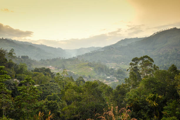 istock landscape forest in the mountains 883176970