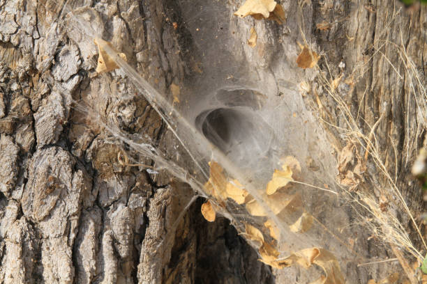 Mana pools - Zimbabwe - Part 2 Mana Pools - situated near the bank of Zambezi river. Mana - means four, for four pools (waterholes) which provides water for the game during dry season as well. spider spider web large travel locations stock pictures, royalty-free photos & images