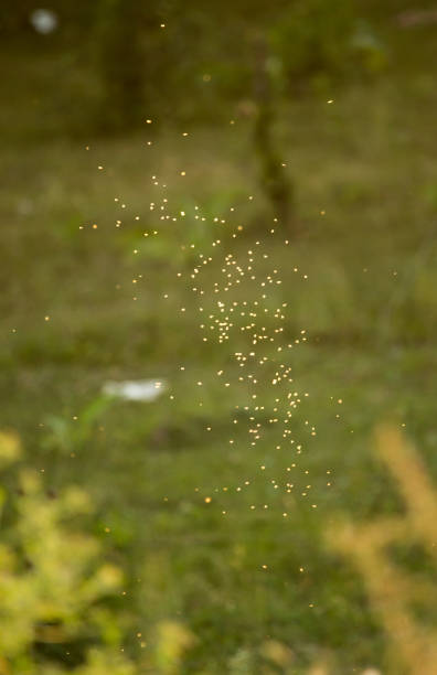 istock midges in the sun in the nature 883177004