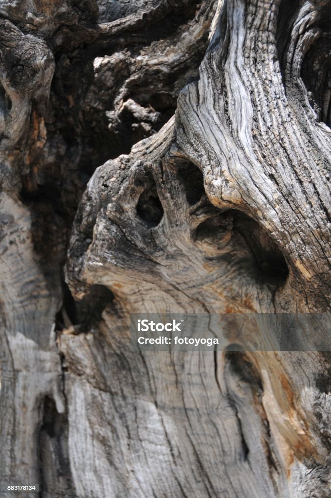 Tree bark Closeup of tree bark Backgrounds Stock Photo