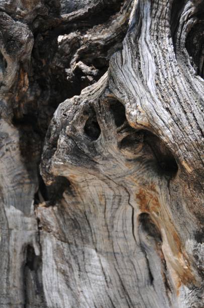 Tree bark Closeup of tree bark coating outer layer stock pictures, royalty-free photos & images