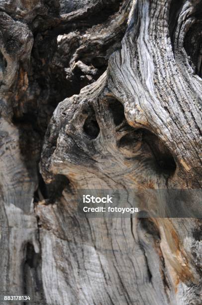 Tree Bark Stock Photo - Download Image Now - Backgrounds, Beauty, Brown
