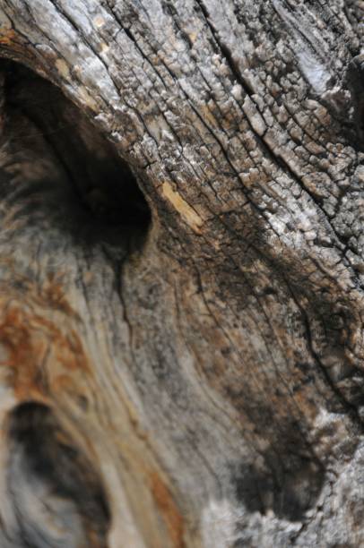 樹的樹皮 - coating outer layer 個照片及圖片檔