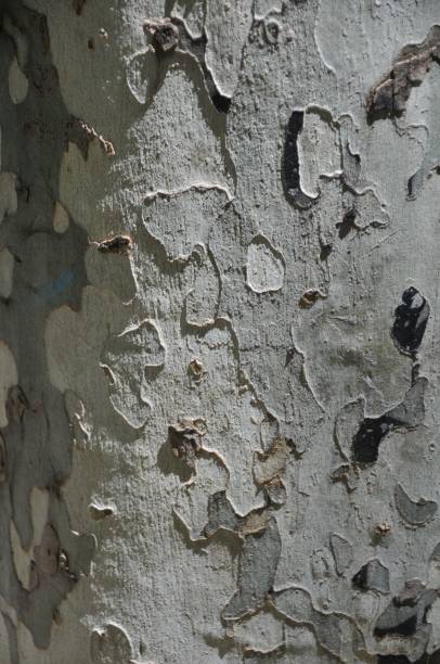 Tree bark Closeup of tree bark coating outer layer stock pictures, royalty-free photos & images