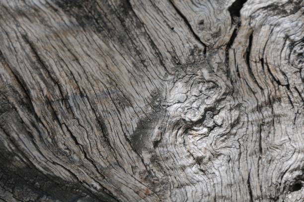 Tree bark Closeup of tree bark coating outer layer stock pictures, royalty-free photos & images