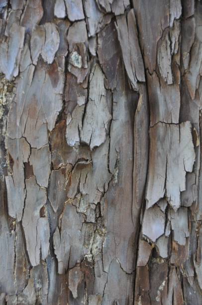 Tree bark Closeup of tree bark coating outer layer stock pictures, royalty-free photos & images