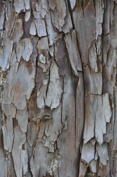 Tree bark Closeup of tree bark coating outer layer stock pictures, royalty-free photos & images