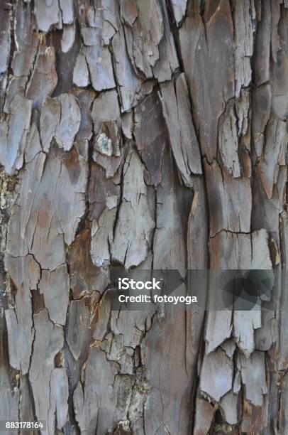 Tree Bark Stock Photo - Download Image Now - Backgrounds, Beauty, Brown
