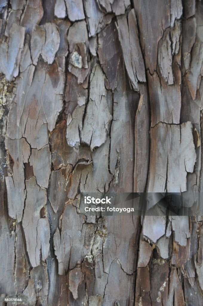 Tree bark Closeup of tree bark Backgrounds Stock Photo