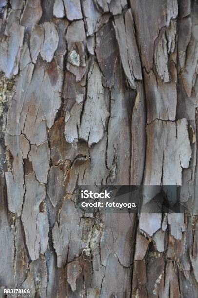 Tree Bark Stock Photo - Download Image Now - Backgrounds, Beauty, Brown