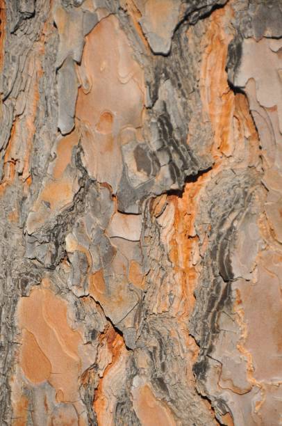 Texture of tree bark Texture shot of brown tree bark, filling the frame coating outer layer stock pictures, royalty-free photos & images