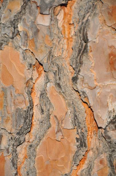 Texture of tree bark Texture shot of brown tree bark, filling the frame coating outer layer stock pictures, royalty-free photos & images