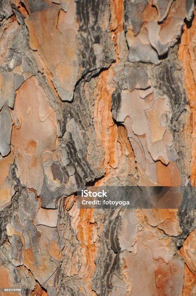 Texture of tree bark Texture shot of brown tree bark, filling the frame Backgrounds Stock Photo