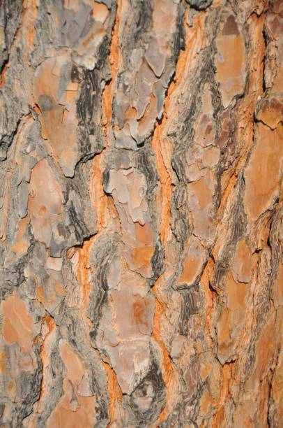 Texture of tree bark Texture shot of brown tree bark, filling the frame coating outer layer stock pictures, royalty-free photos & images