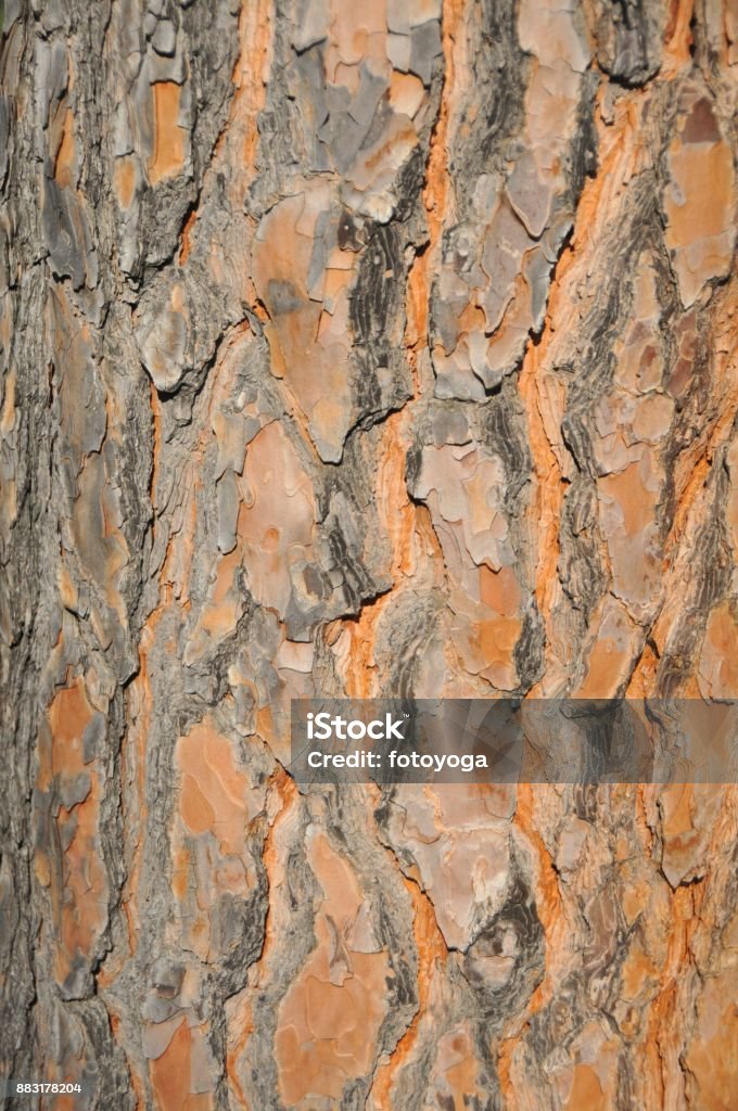 Texture of tree bark Texture shot of brown tree bark, filling the frame Backgrounds Stock Photo