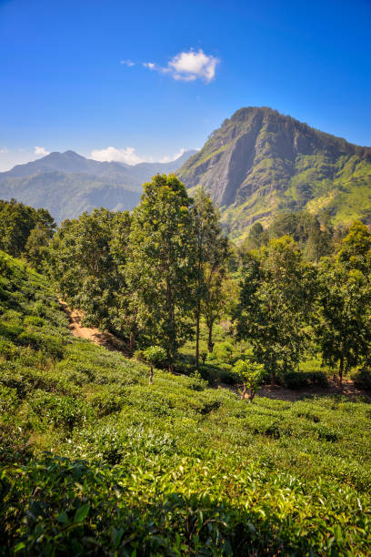 istock beautiful landscape with Ella Rock 883178256