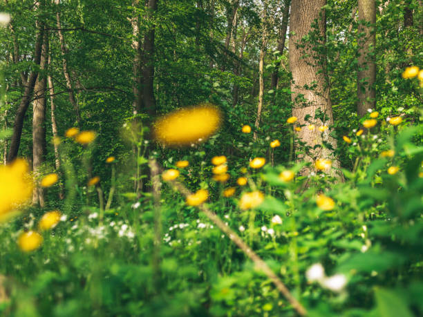 sunny forest with blooming flowers
