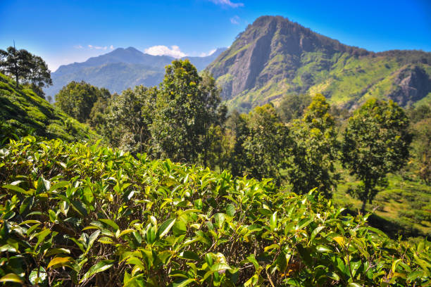 views of Ella Rock and tea plantation