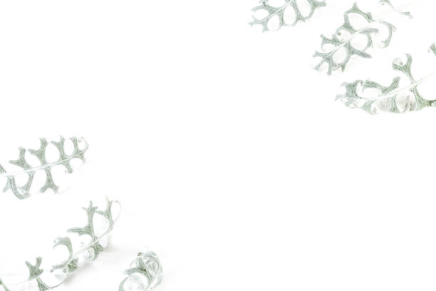 Dusty Miller leaves isolated on white background