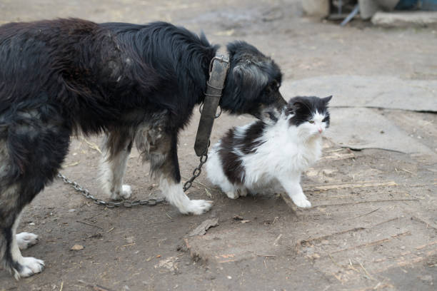 istock The yard dog plays with a black and white cat. 883181418