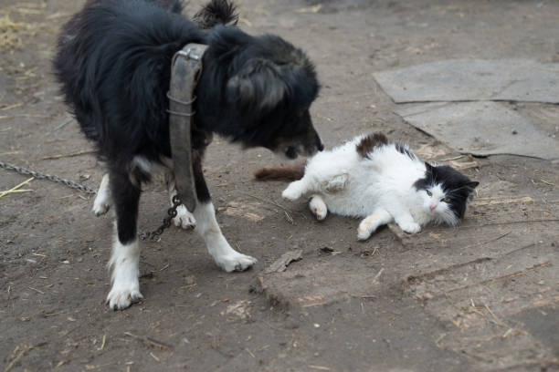 istock The yard dog plays with a black and white cat. 883181430