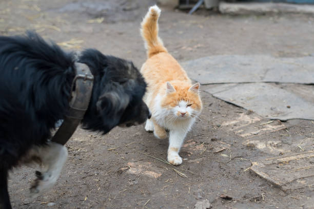 istock Yard dog on a chain with envy looking at walking ginger cat. 883181438