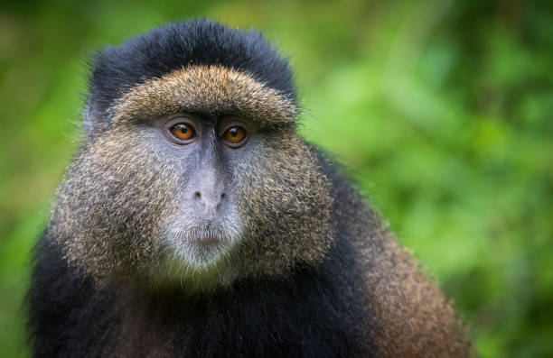 Portrait of golden monkey