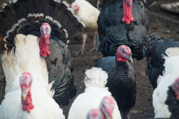 istock Group of turkeys on a farm, close-up. 883181668
