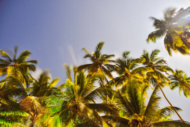 istock palm trees and the sky as background 883184292