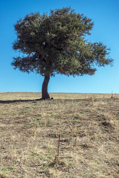 istock Lonely tree in the nature, Ouranoupolis, Greece 883184716