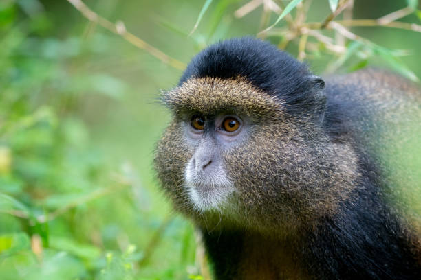 istock Portrait of golden monkey 883184744