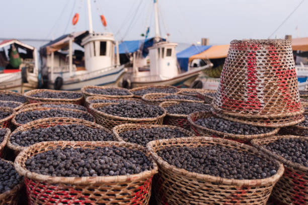 Acai berry,  the small superfruit from the brazilian amazon, displayed in baskets