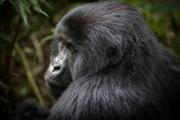 istock Portrait of mountain gorilla 883190938