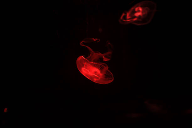 Abstract background, red transparent Jellyfish in dark background.