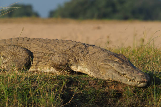 istock Canoeing on Zambezi river - Zimbabwe 883193494