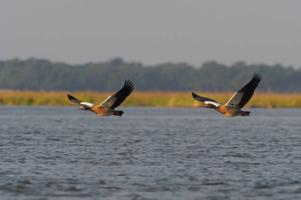 istock Canoeing on Zambezi river - Zimbabwe 883195850