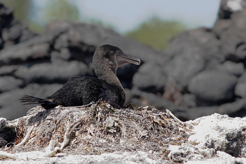 Flightless Cormorant (Phalacrocorax harrisi) on nest, Punta Moreno, Isabela island, Galapagos Islands