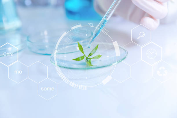 istock selective focus a small organic plant, Beauty background, scientist is sampling a chemical extract from organic natural, research and develop background, 883196104